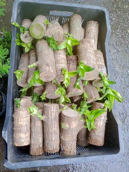 Brazil Good Luck Wood Water Bumboo Plant 🔥 Last Day Sale - 50% Off🔥