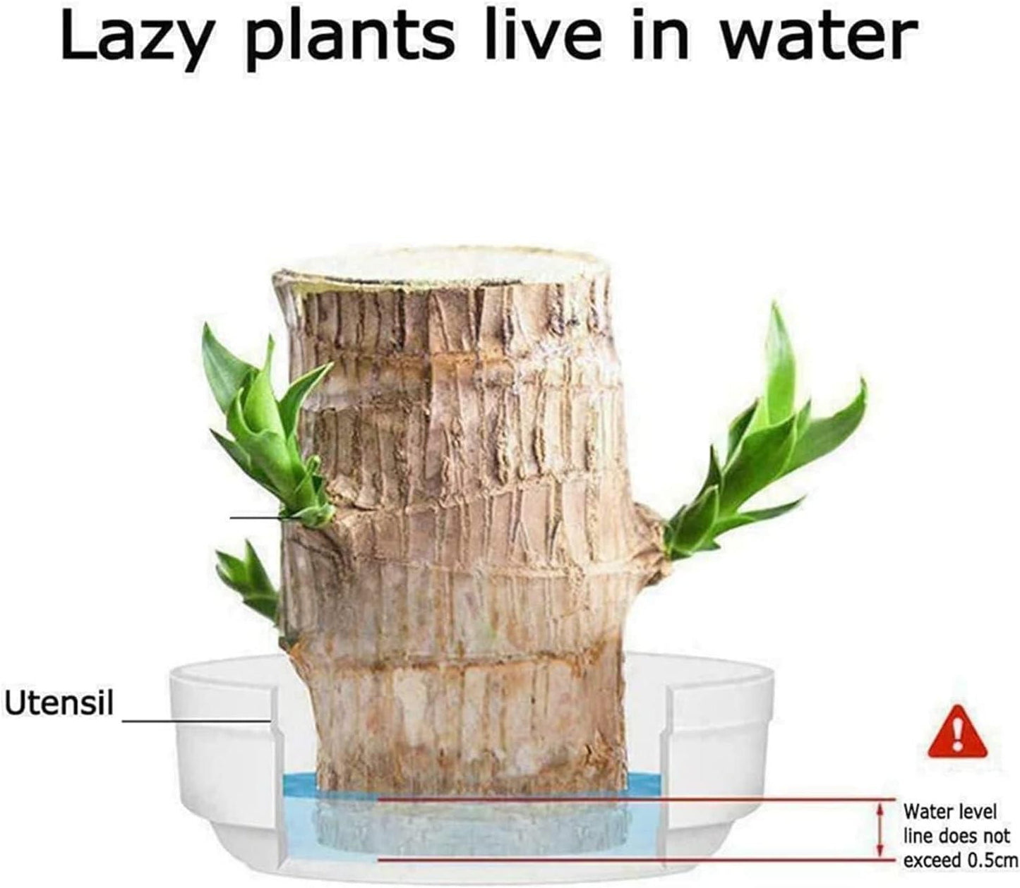 Brazil Good Luck Wood Water Bumboo Plant 🔥 Last Day Sale - 50% Off🔥