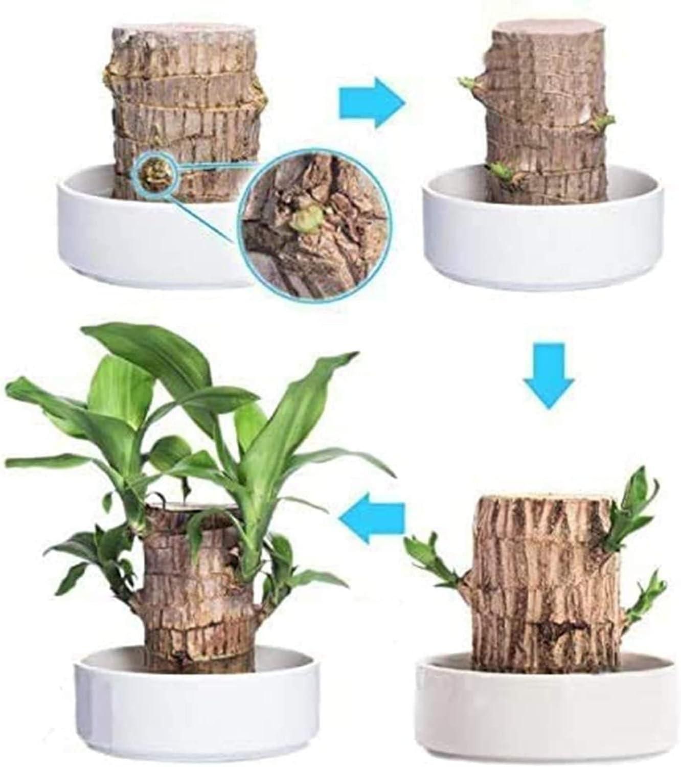 Brazil Good Luck Wood Water Bumboo Plant 🔥 Last Day Sale - 50% Off🔥