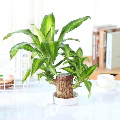 Brazil Good Luck Wood Water Bumboo Plant 🔥 Last Day Sale - 50% Off🔥