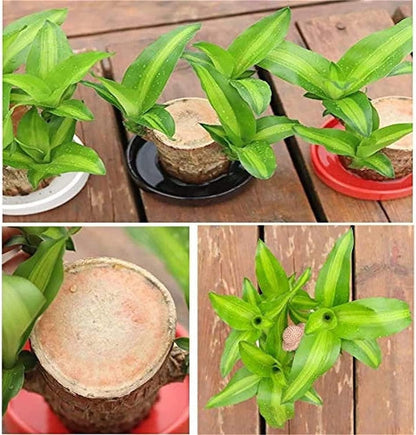 Brazil Good Luck Wood Water Bumboo Plant 🔥 Last Day Sale - 50% Off🔥