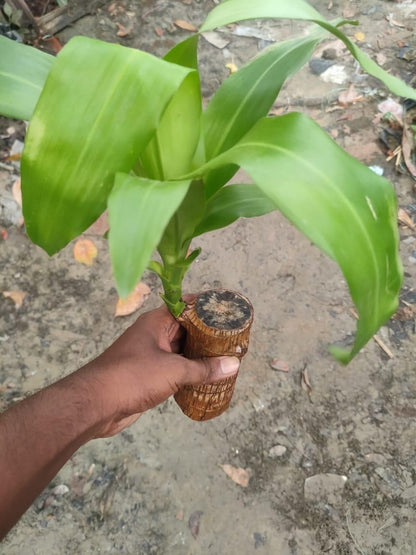 Brazil Good Luck Wood Water Bumboo Plant 🔥 Last Day Sale - 50% Off🔥